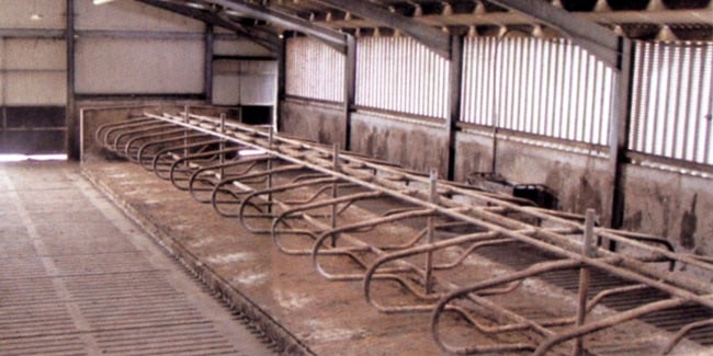 Cow cubicle beds